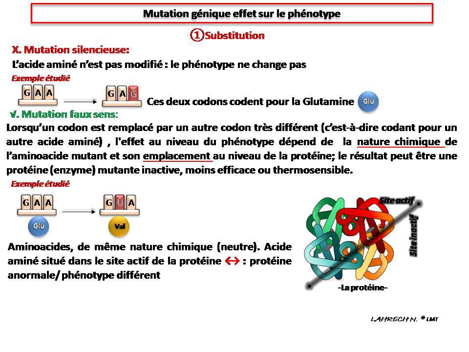 Exercice Support De R Vision Td G N Tique Td Synth Se Prot Ique