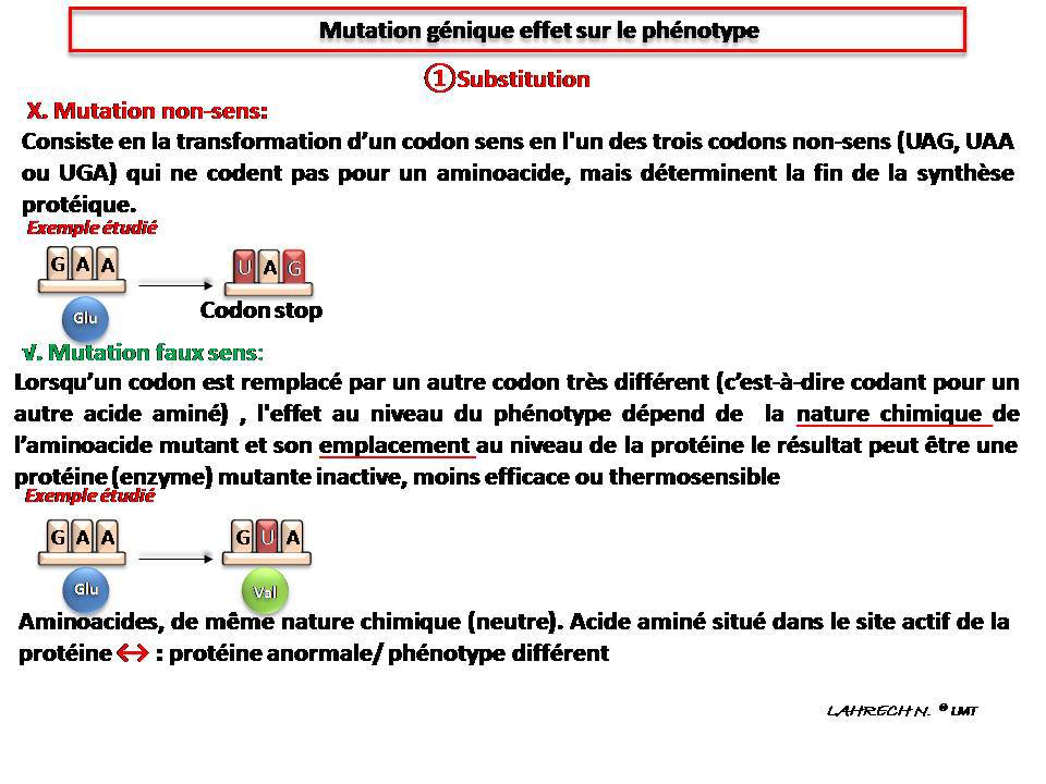 Exercice Support De R Vision Td G N Tique Td Synth Se Prot Ique